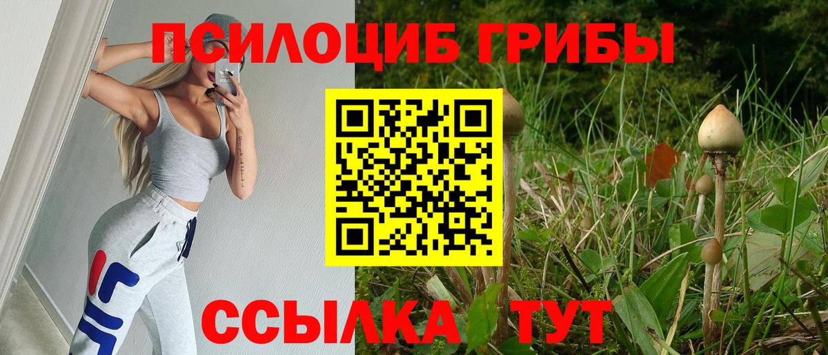 Псилоцибиновые грибы Psilocybe Ишим